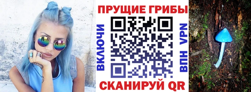 где продают Светлый Псилоцибиновые грибы Psilocybe